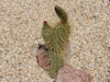 Opuntia tapona