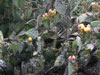 Opuntia x spinosibacca