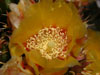 Opuntia x spinosibacca