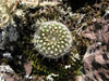 Parodia alacriportana