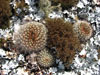 Parodia alacriportana