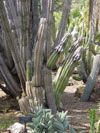 Pilosocereus alensis