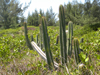 Pilosocereus arrabidae