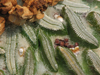 Pelecyphora aselliformis