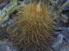 Parodia aureicentra