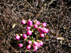 Pereskia bahiensis