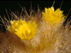 Parodia chrysacanthion