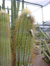 Pilosocereus chrysacanthus