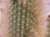 Pilosocereus chrysostele