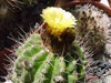 Parodia columnaris