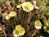 Parodia columnaris