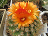 Parodia comarapana