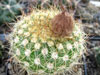 Parodia concinna