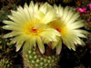 Parodia concinna