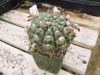 Parodia crassigibba