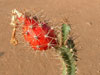 Peniocereus cuixmalensis