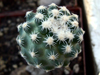 Pediocactus despainii