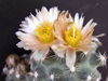 Pediocactus despainii