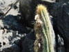 Pilosocereus diersianus