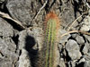 Pilosocereus diersianus