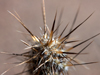 Pterocactus fischeri