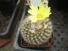 Parodia formosa