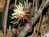 Peniocereus fosterianus