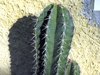 Pachycereus fulviceps