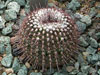 Parodia fusca