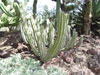 Pachycereus gatesii