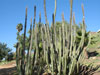 Pachycereus gatesii