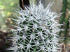 Pachycereus gatesii