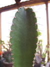 Pachycereus gaumeri