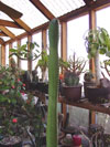 Pachycereus gaumeri