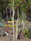 Pachycereus gaumeri