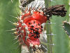 Pachycereus gaumeri