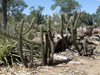 Pilosocereus gounellei