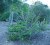 Pereskia grandifolia