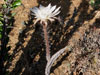 Peniocereus greggii