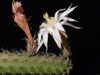 Peniocereus guatemalensis