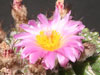 Parodia herteri