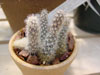 Pterocactus valentinii