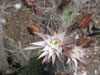 Peniocereus hirschtianus