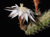 Peniocereus hirschtianus