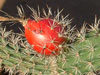 Peniocereus hirschtianus
