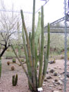 Pachycereus hollianus