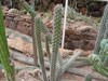 Pachycereus hollianus