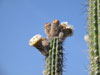 Pachycereus hollianus