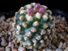 Pediocactus knowltonii