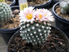 Pediocactus knowltonii